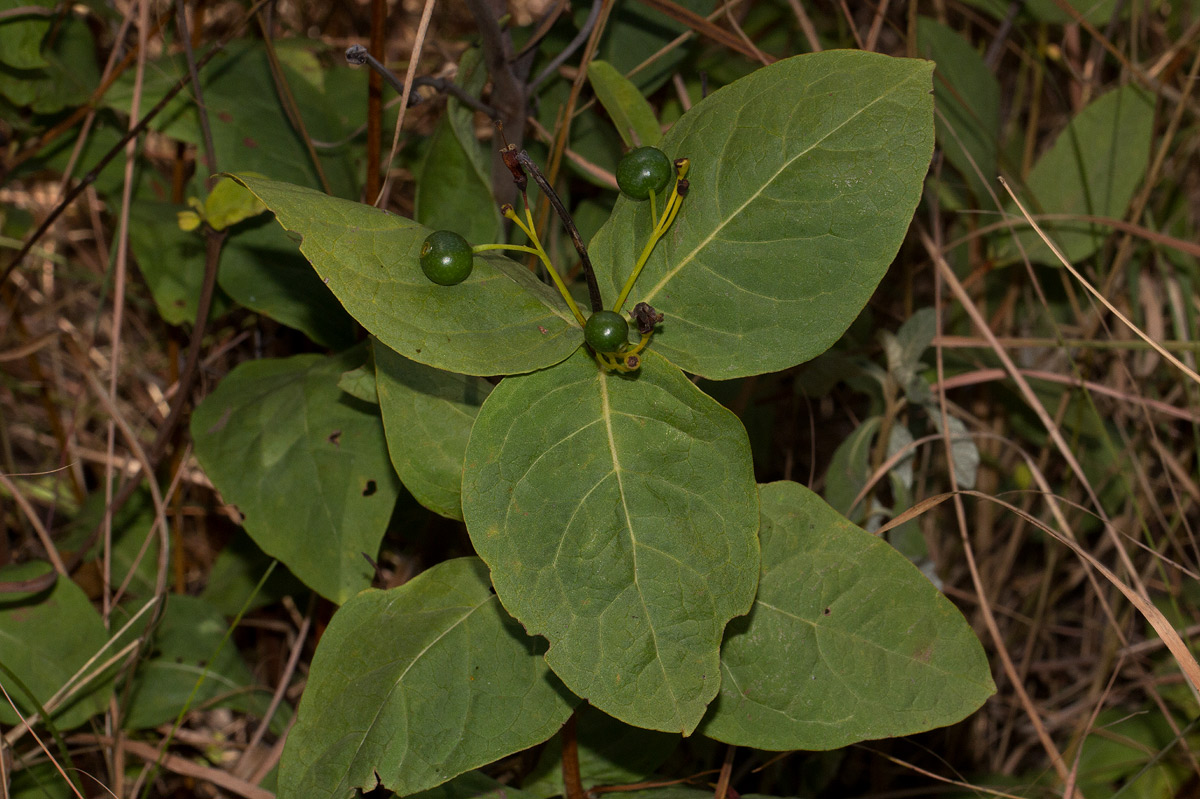 Fadogia triphylla var. triphylla