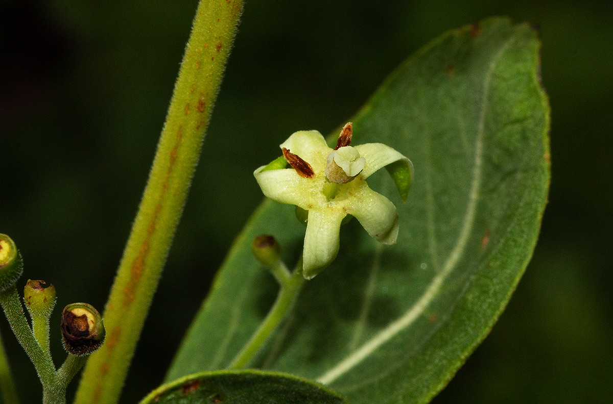 Fadogia triphylla var. triphylla