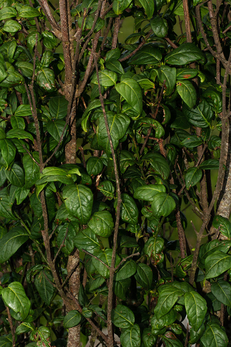 Rytigynia adenodonta var. reticulata