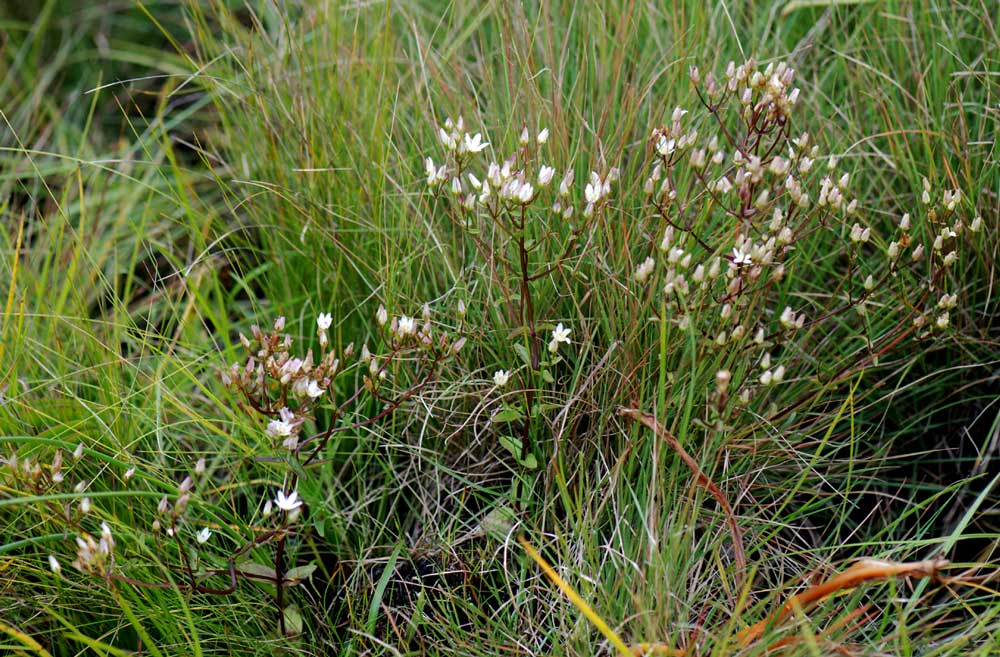Swertia usambarensis var. curtioides