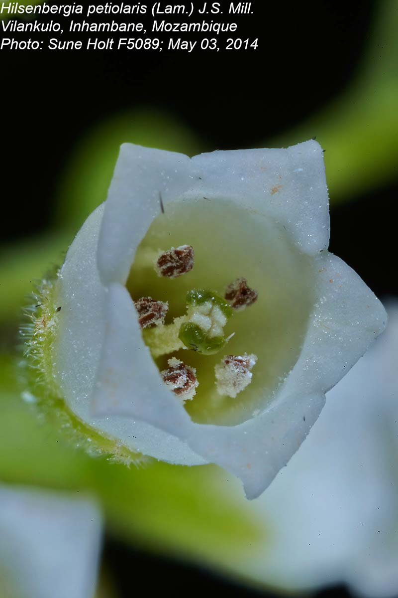 Hilsenbergia petiolaris
