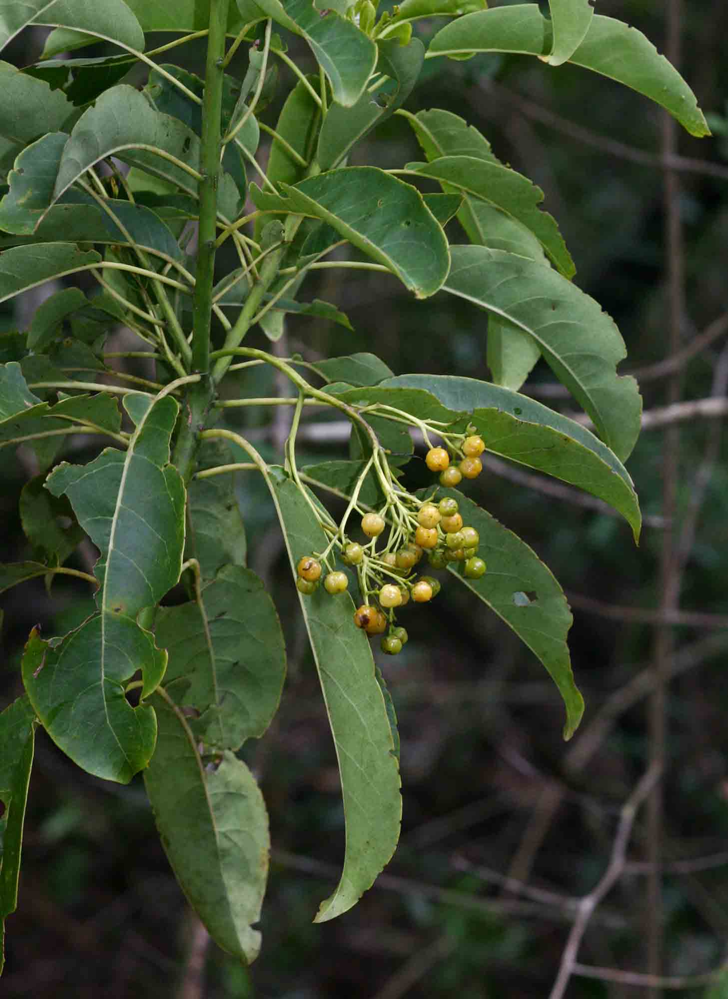 Hilsenbergia petiolaris