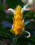 Pachystachys lutea