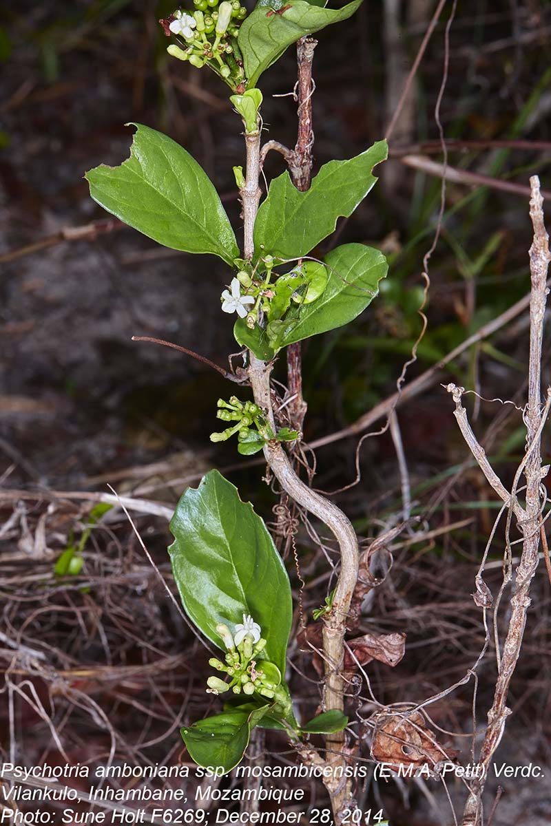 Psychotria amboniana subsp. mosambicensis