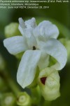 Psychotria amboniana subsp. mosambicensis
