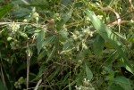 Pentas zanzibarica subsp. milangiana