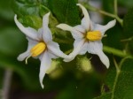 Solanum litoraneum