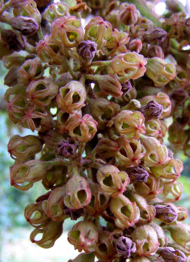 Sterculia tragacantha