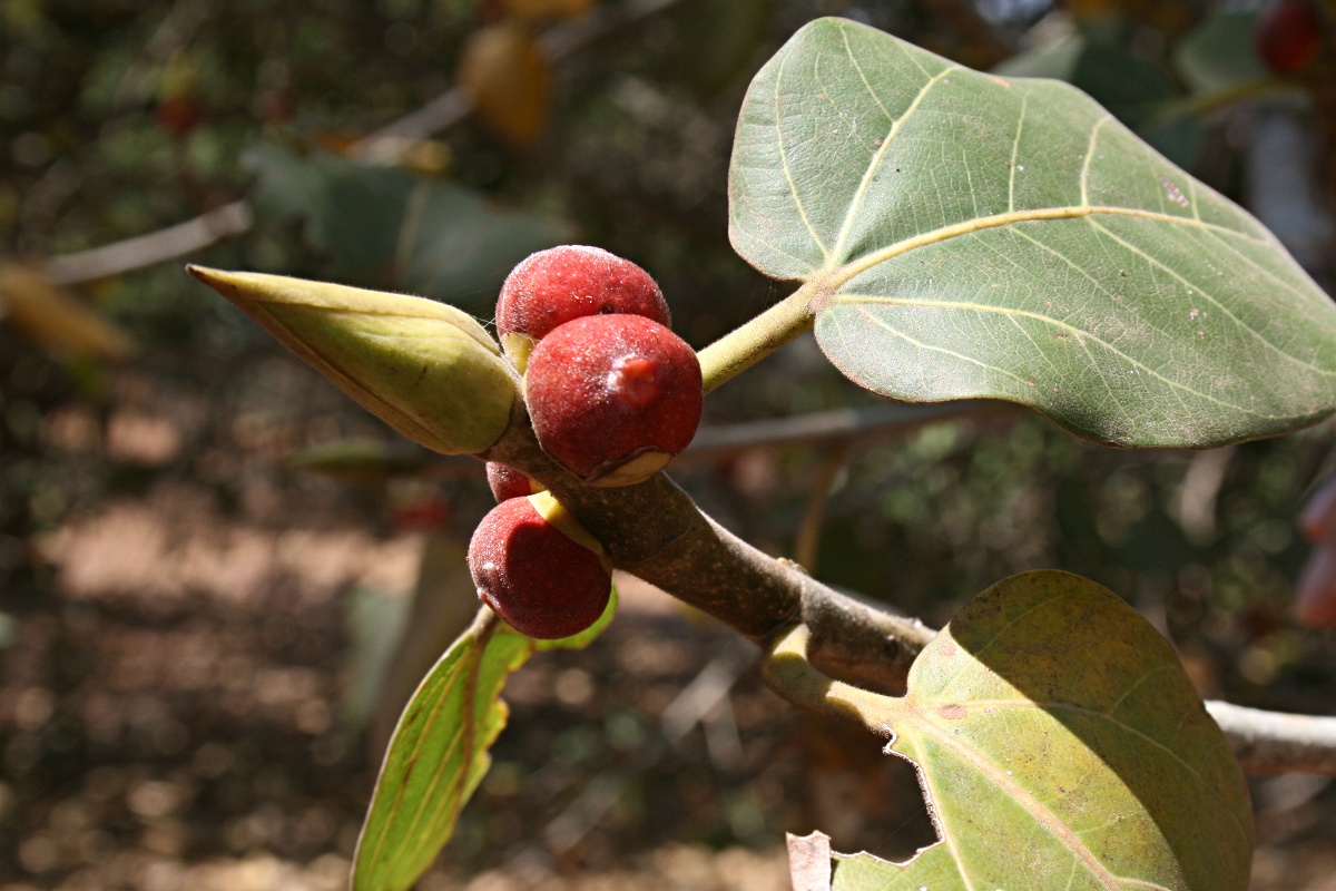 Ficus benghalensis Ficus benghalensis