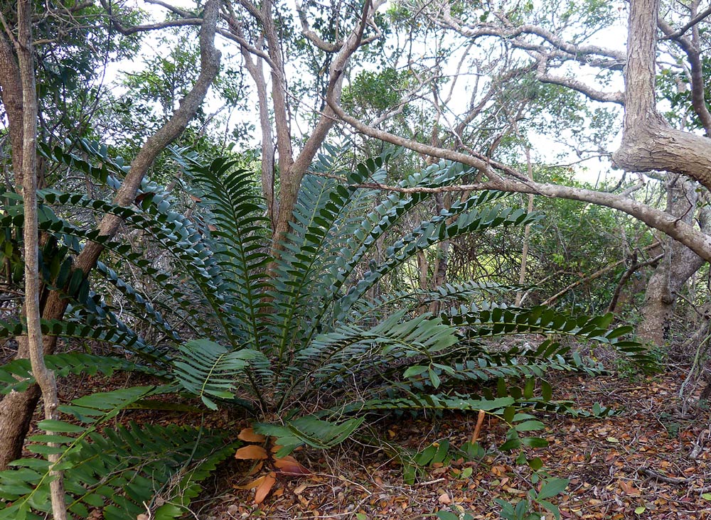 Encephalartos ferox subsp. ferox