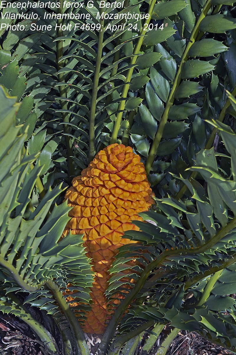 Encephalartos ferox subsp. ferox