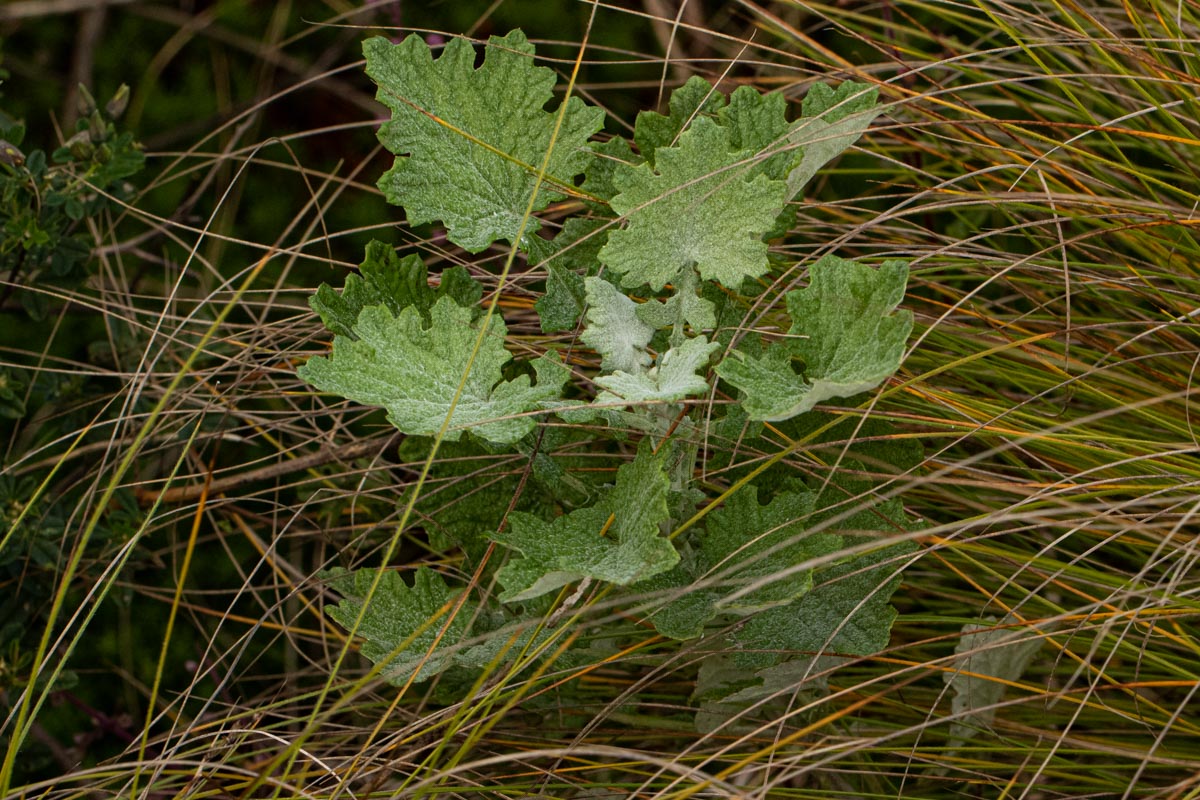 Cineraria pulchra