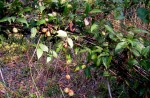 Landolphia parvifolia