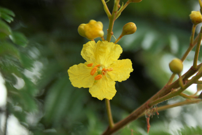 Peltophorum dubium Peltophorum dubium