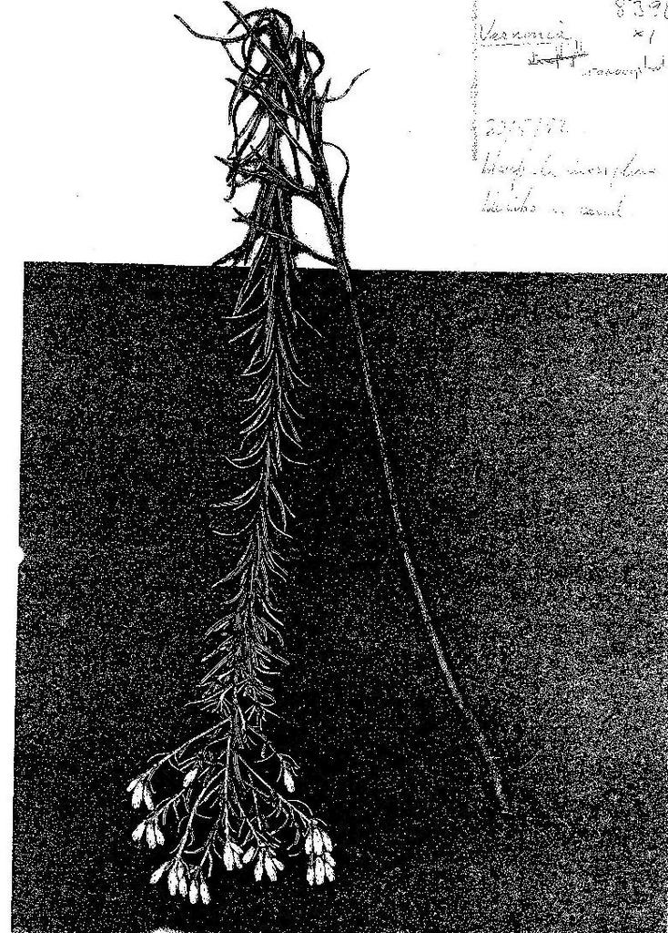 Vernonia stenocephala