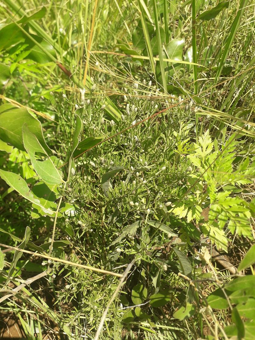 Vernonia stenocephala