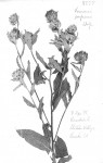 Vernonia purpurea