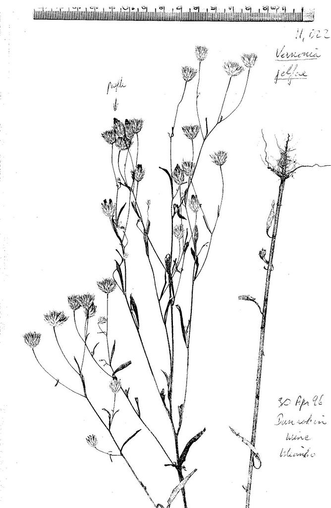 Vernonia jelfiae var. jelfiae