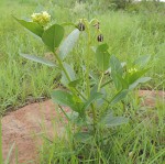 Jatropha latifolia var. subeglandulosa