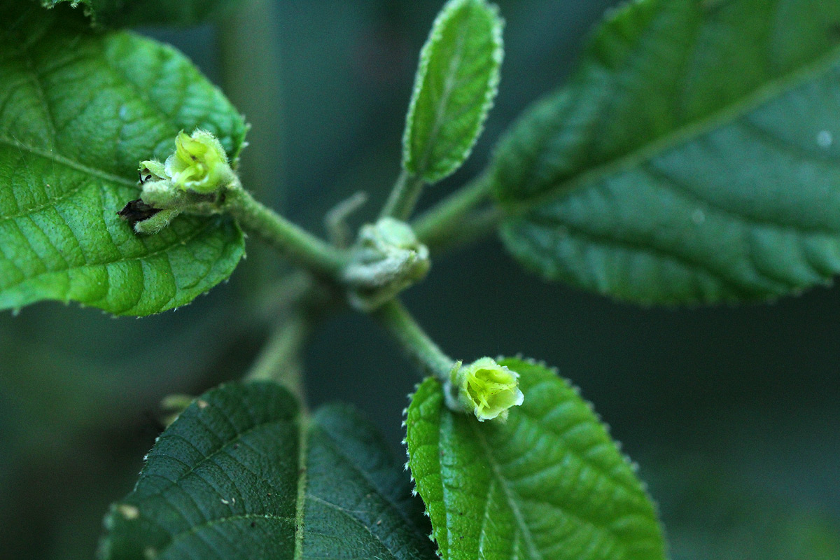 Mildbraedia carpinifolia var. strigosa Mildbraedia carpinifolia var. strigosa