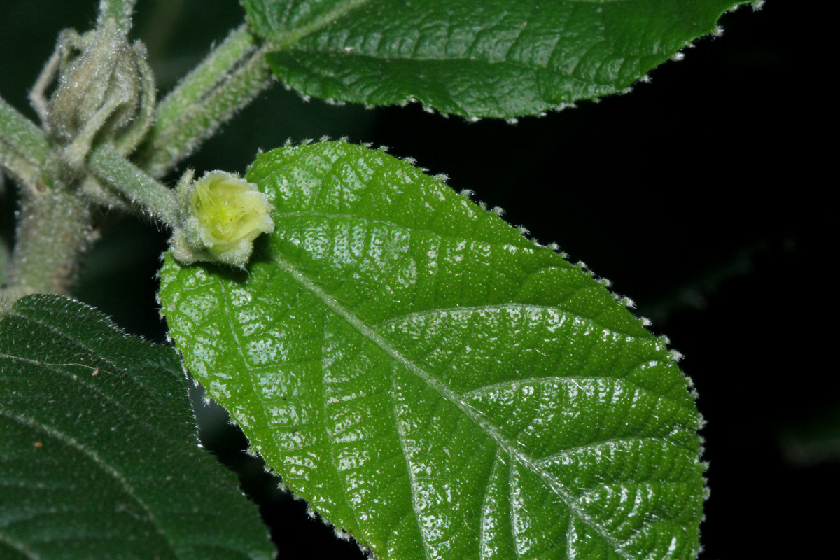 Mildbraedia carpinifolia var. strigosa Mildbraedia carpinifolia var. strigosa