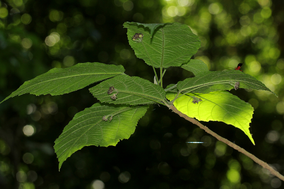 Mildbraedia carpinifolia var. strigosa Mildbraedia carpinifolia var. strigosa