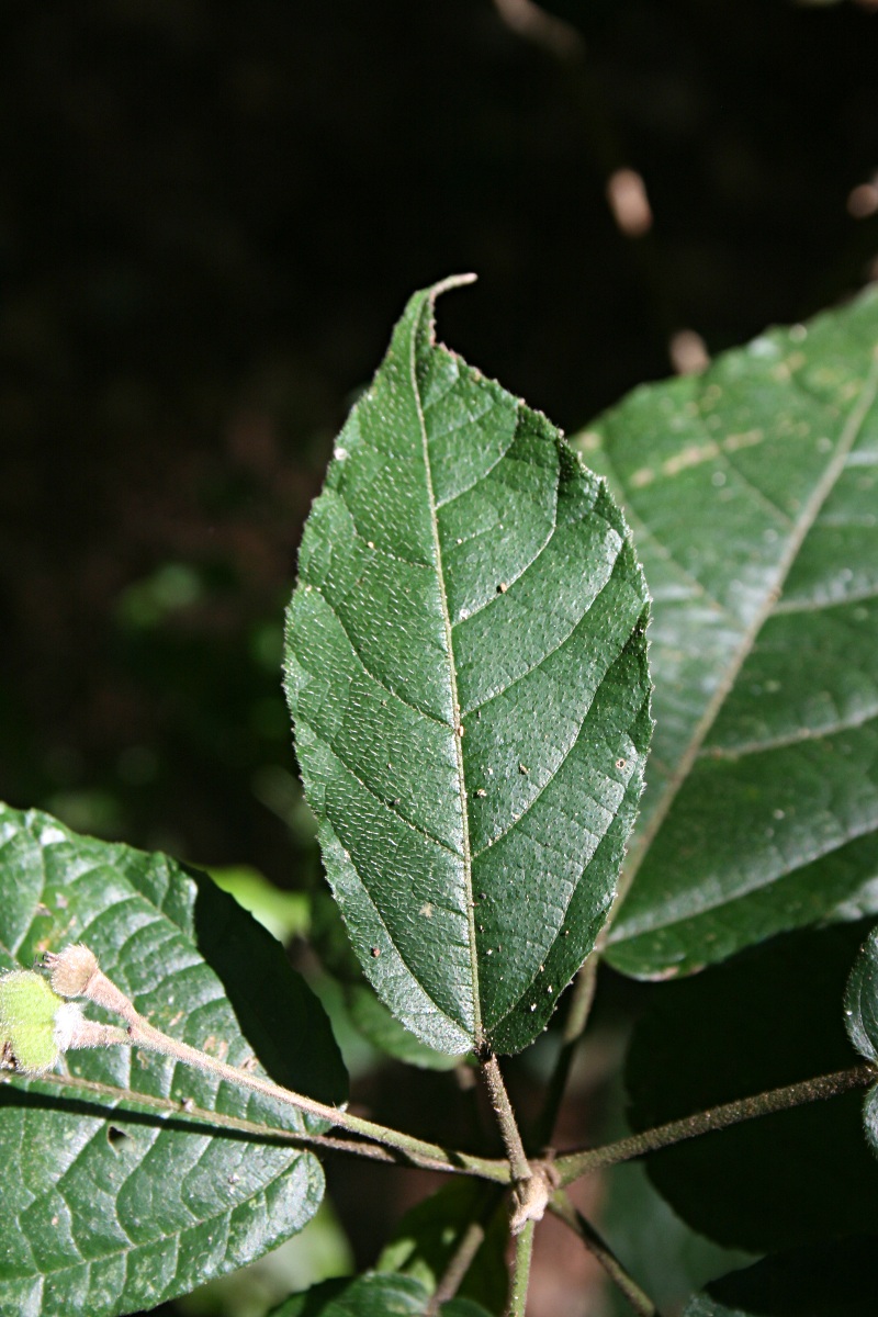 Mildbraedia carpinifolia var. strigosa Mildbraedia carpinifolia var. strigosa