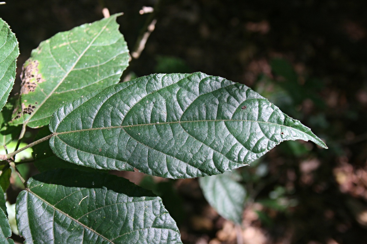 Mildbraedia carpinifolia var. strigosa Mildbraedia carpinifolia var. strigosa