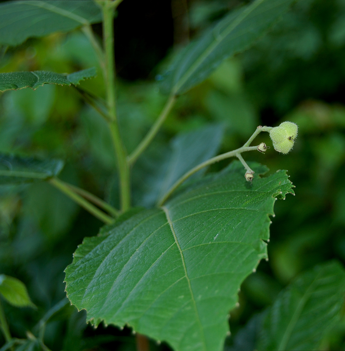 Mildbraedia carpinifolia var. strigosa Mildbraedia carpinifolia var. strigosa