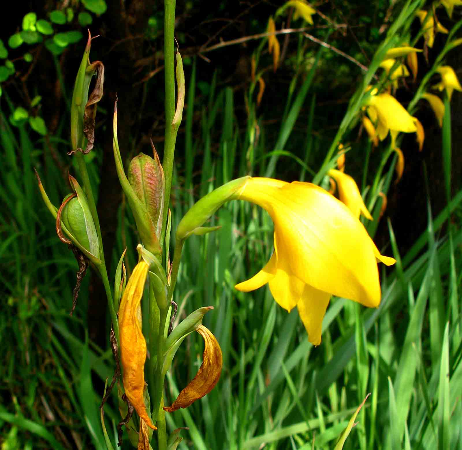 Gladiolus dalenii subsp. dalenii (yellow form)