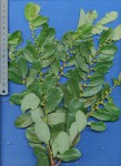 Bridelia cathartica subsp. cathartica