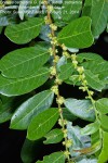 Bridelia cathartica subsp. cathartica