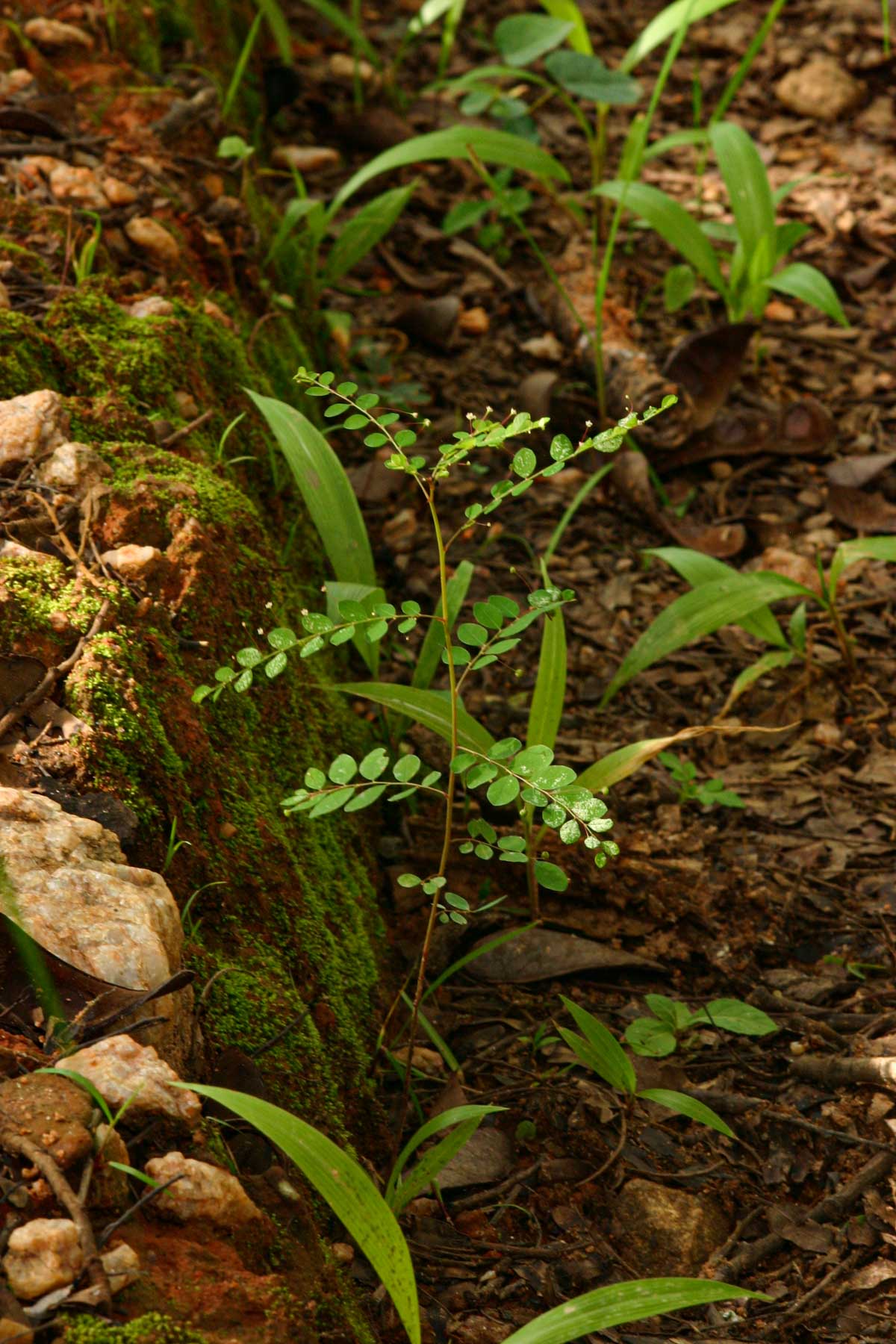 Phyllanthus nummulariifolius