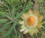 Protea caffra subsp. caffra