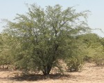 Prosopis glandulosa var. torreyana