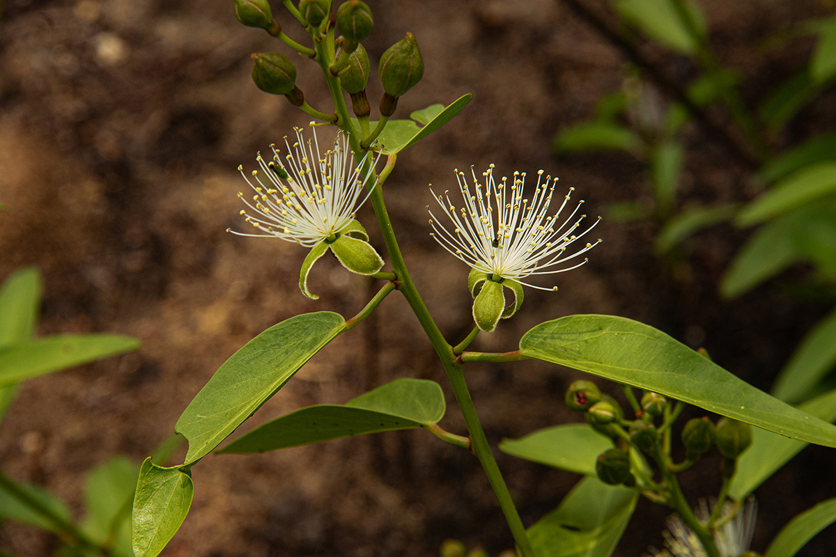 Maerua brunnescens Maerua brunnescens