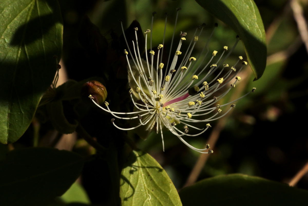 Maerua brunnescens Maerua brunnescens