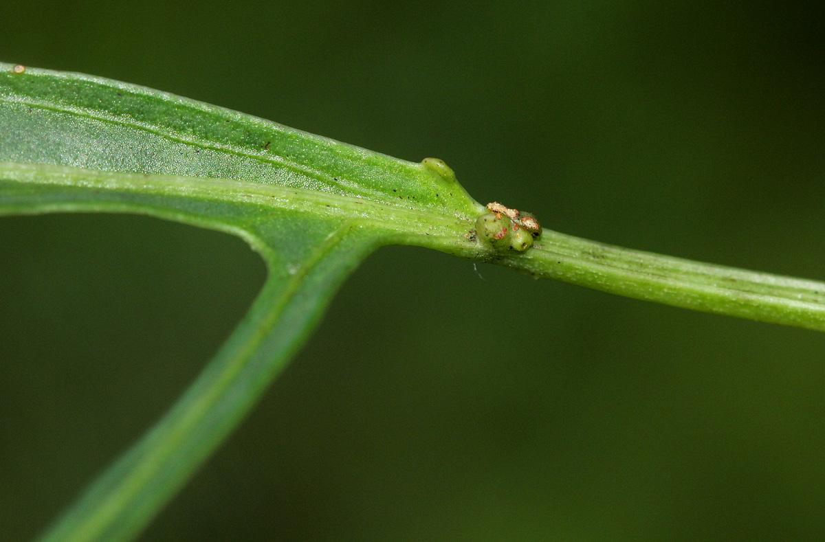 Adenia stenodactyla