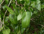 Dobera loranthifolia