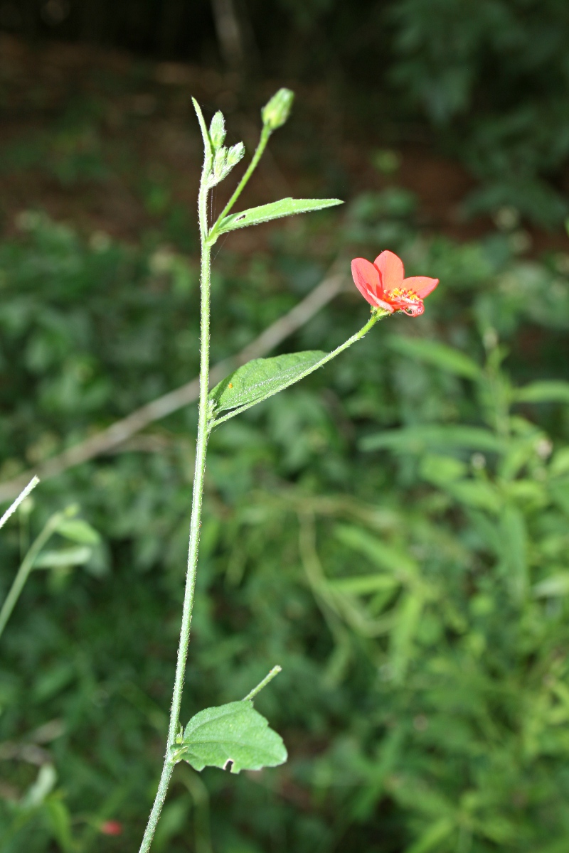 Hibiscus migeodii