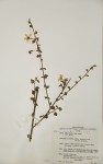 Hibiscus meyeri subsp. meyeri