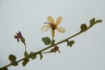 Hibiscus meyeri subsp. meyeri