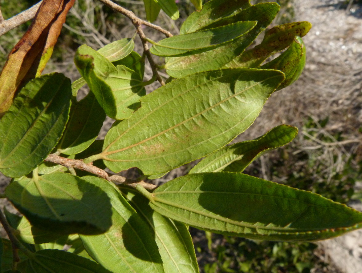 Ziziphus pubescens subsp. glabra