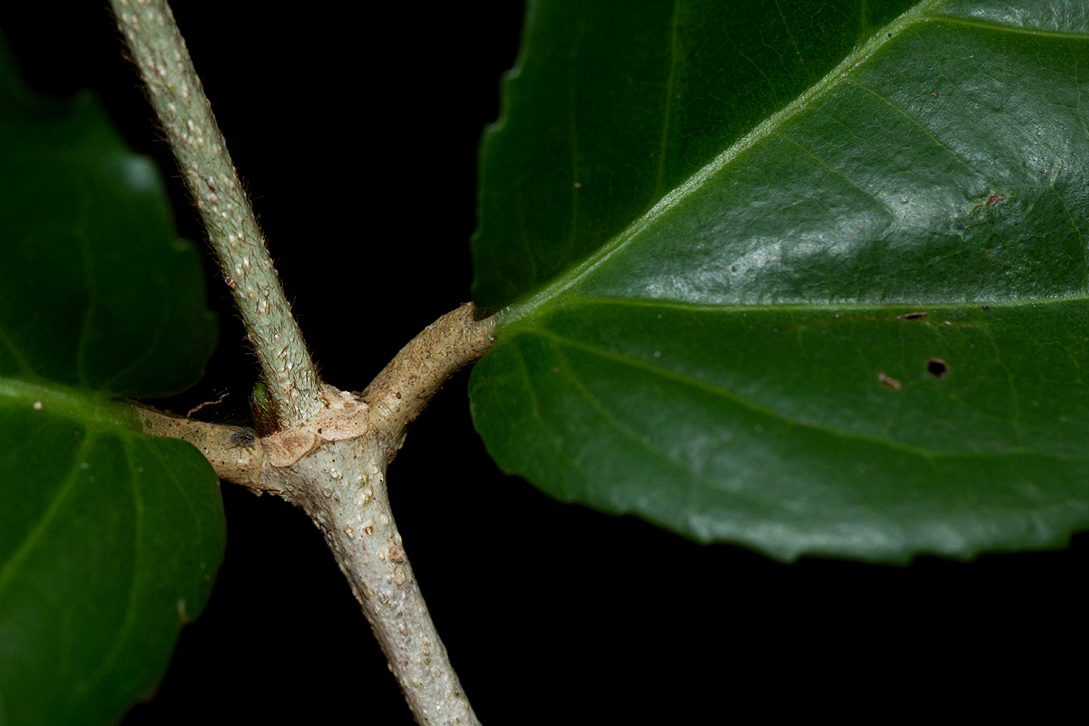 Lasiodiscus pervillei subsp. pervillei