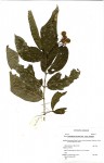 Lasiodiscus pervillei subsp. pervillei