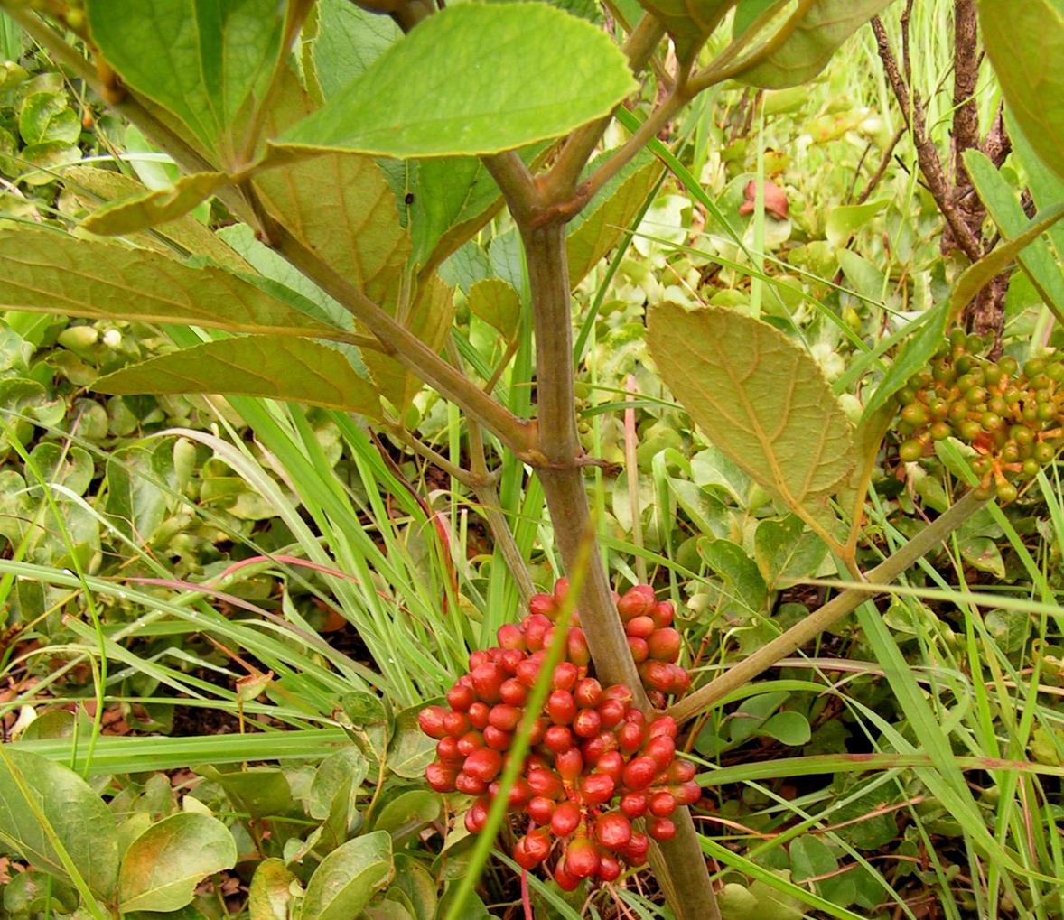 Ampelocissus obtusata subsp. obtusata