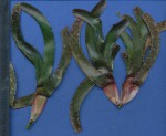 Thalassodendron ciliatum