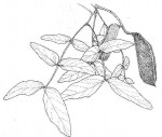 Brachystegia floribunda