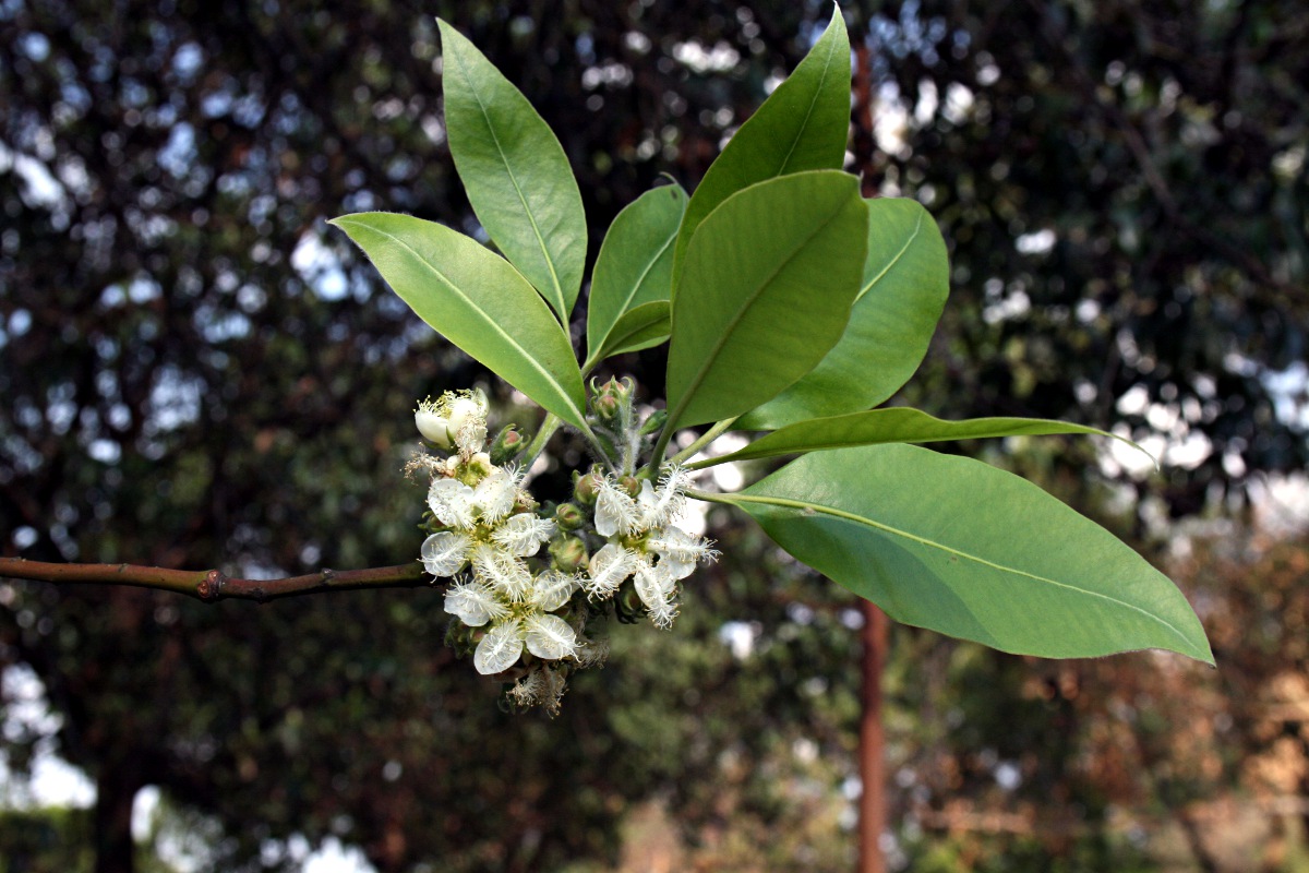 Lophostemon confertus