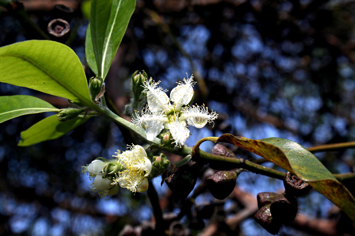 Lophostemon confertus